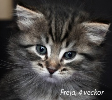 Freja_4v