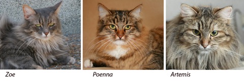 Zoe_Poenna_Artemis