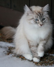 porla2011b
